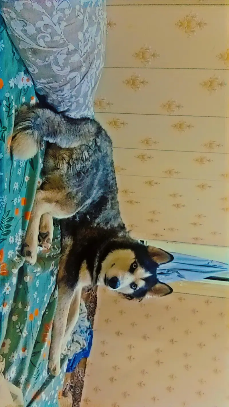 Pure Siberian Husky for Sale – Karachi — photo 4