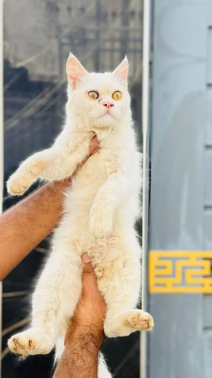persian cats and kittens for sale wtsapp (0307/710/92/69) — photo 3