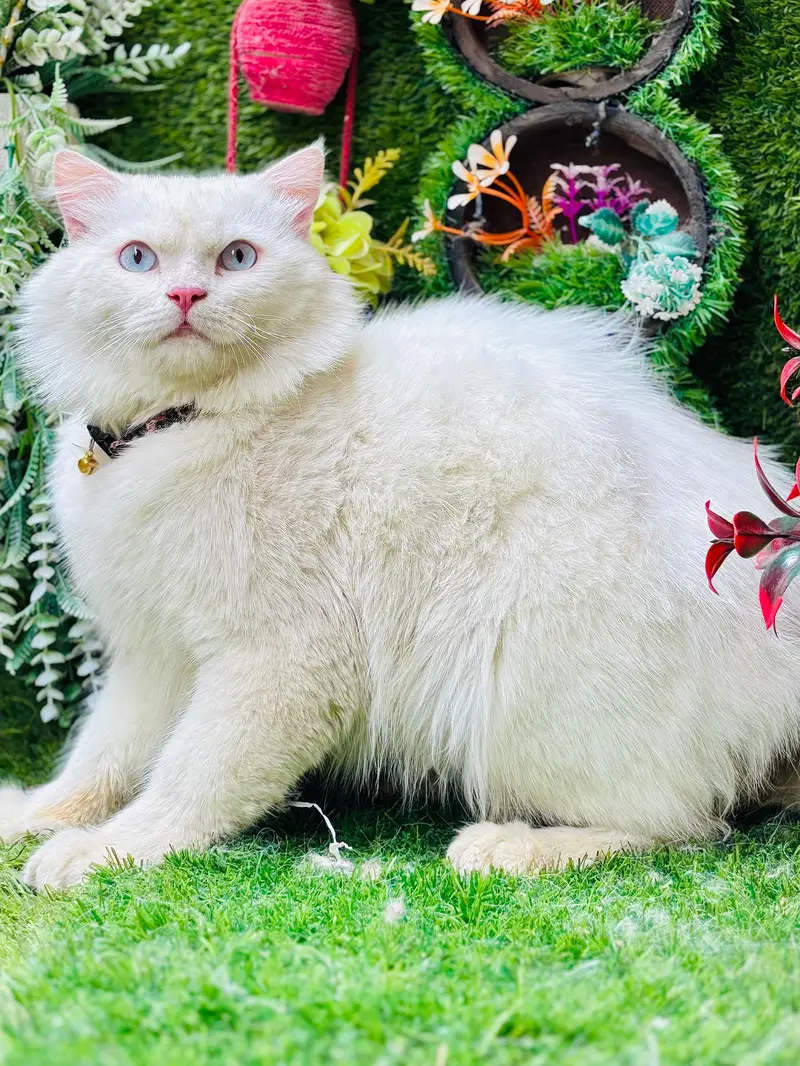 persian cats and kittens for sale wtsapp (0307/710/92/69) — photo 4