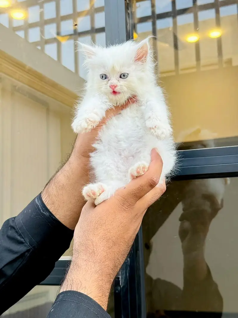 persian cats and kittens for sale wtsapp (0307/710/92/69) — photo 5