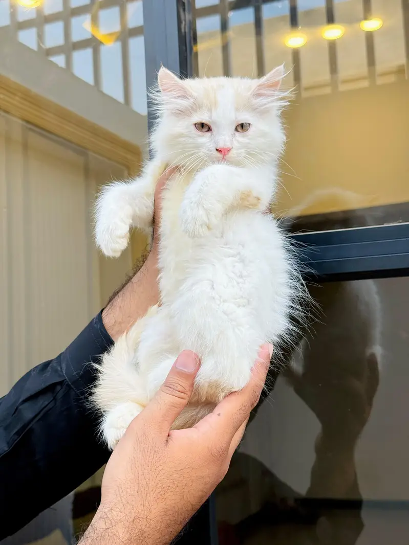 persian cats and kittens for sale wtsapp (0307/710/92/69) — photo 7