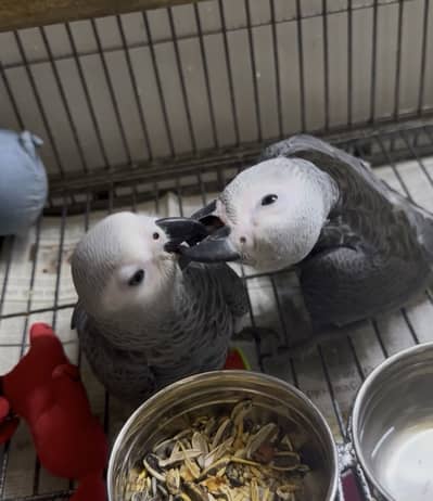 Self chicks ( male polio disable) both for 2lacs
