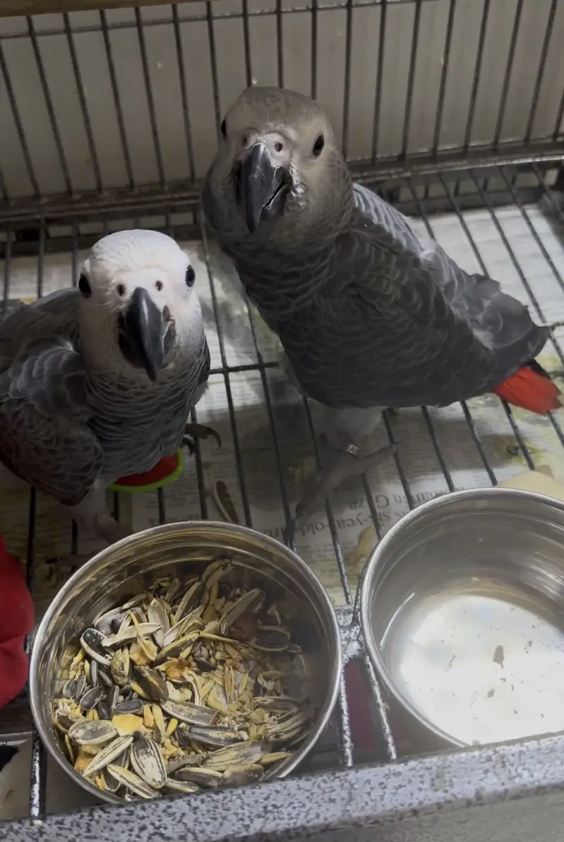 Self chicks ( male polio disable) both for 2lacs — photo 2