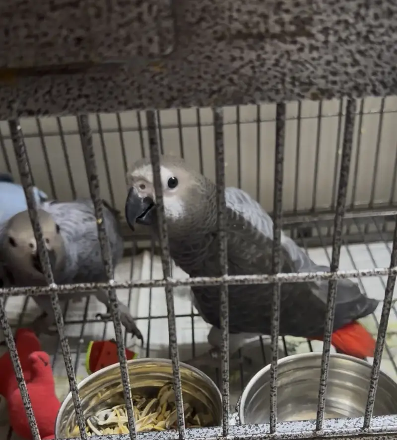 Self chicks ( male polio disable) both for 2lacs — photo 3