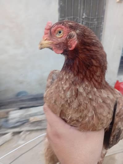 aseel hen