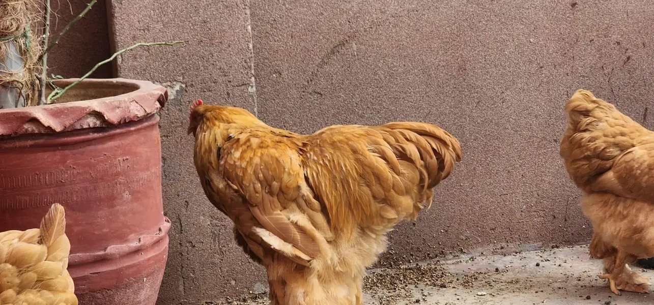 Golden buff — photo 3
