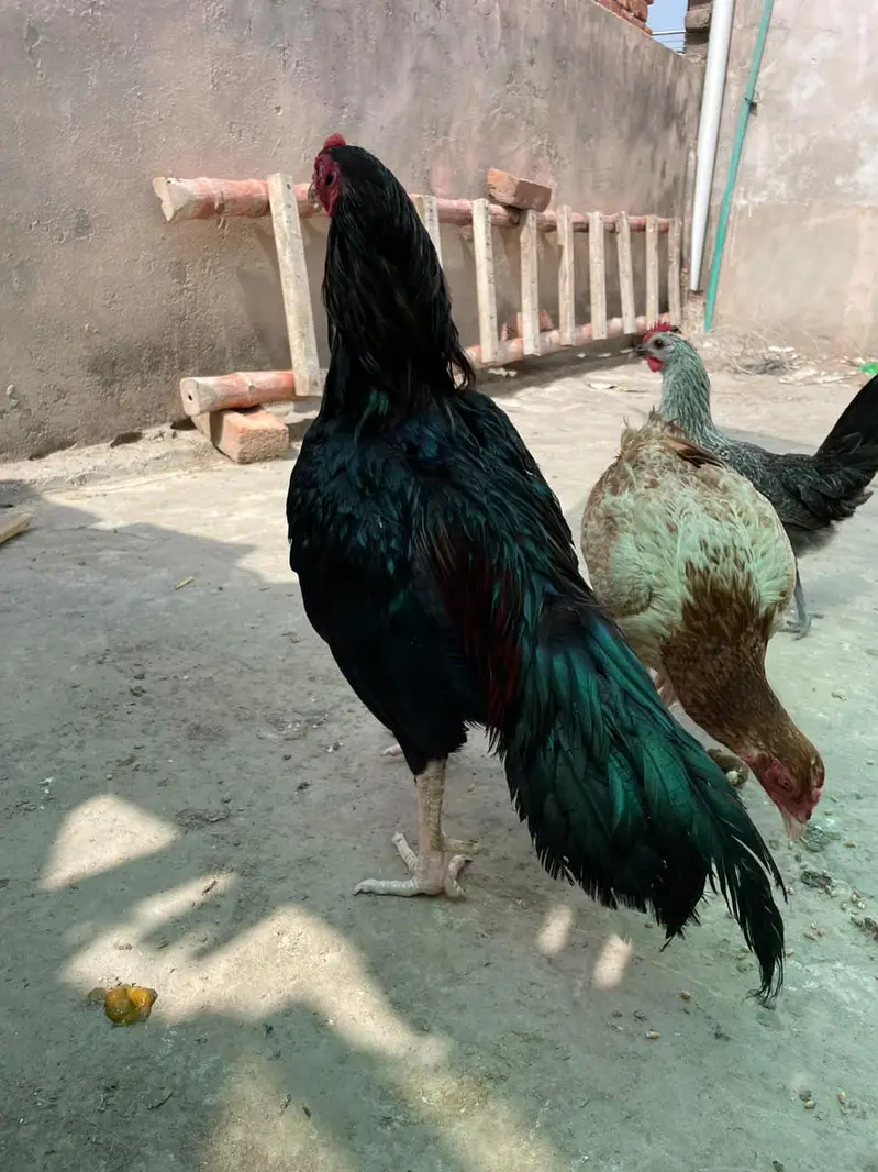 aseel murga — photo 2