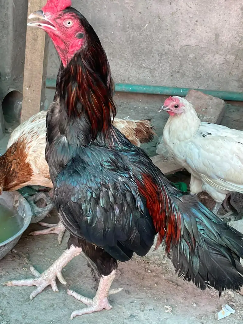 aseel murga — photo 3