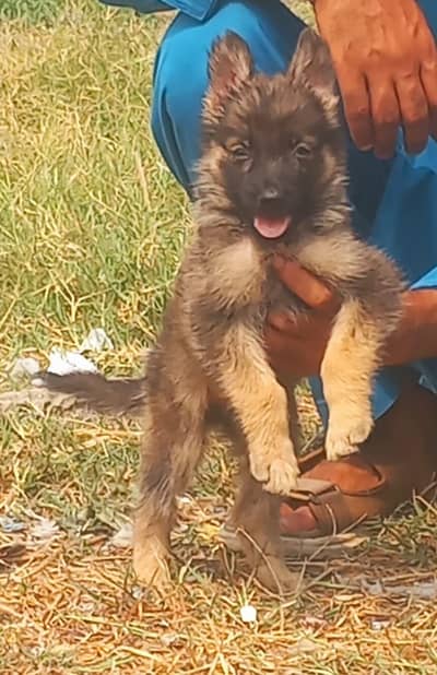 pure German shepherd female puppie Long cost show quality