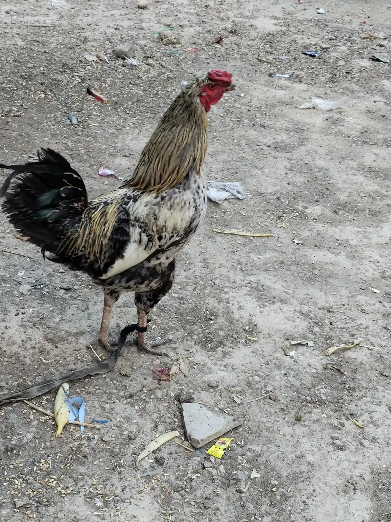 murga for sale/ Aseel murga for sale — photo 2