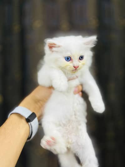 kittens Available