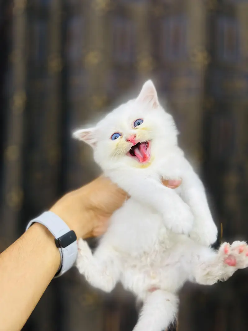 kittens Available — photo 2