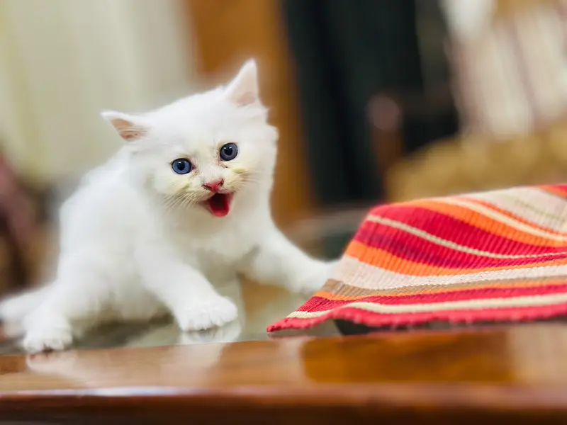 kittens Available — photo 8