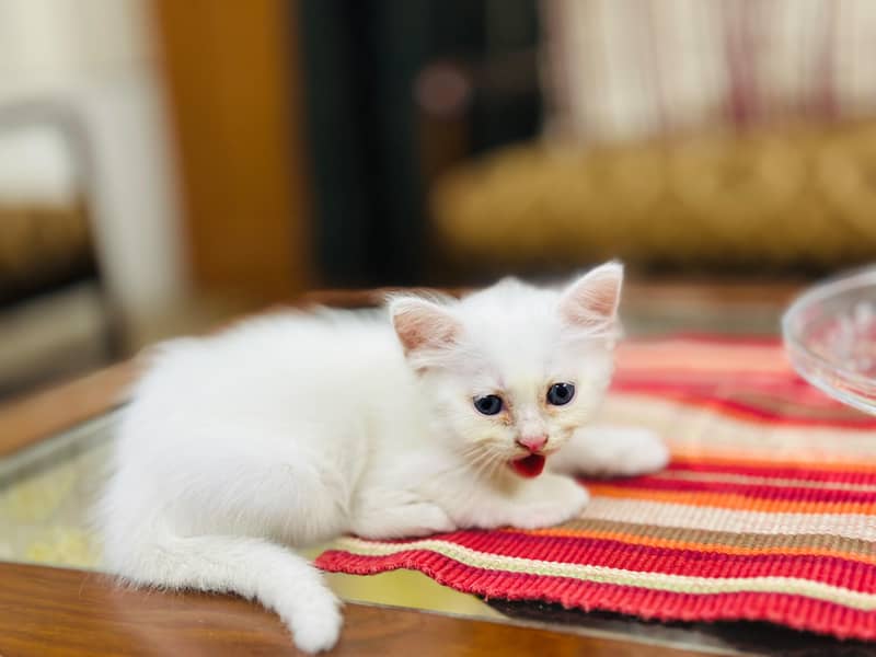 kittens Available 8