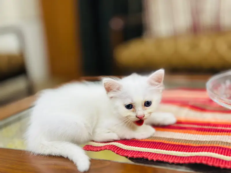 kittens Available — photo 9