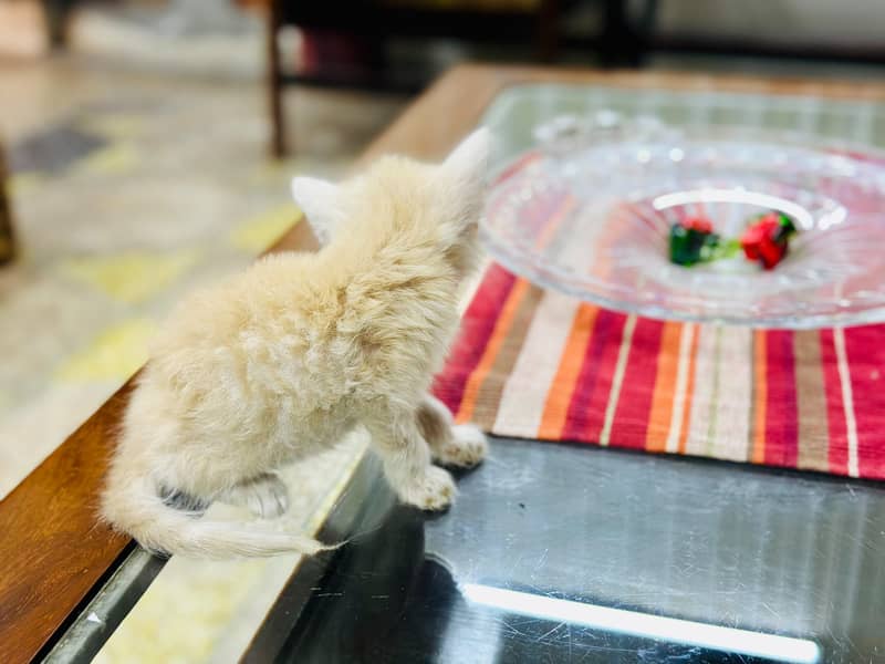 kittens Available 11