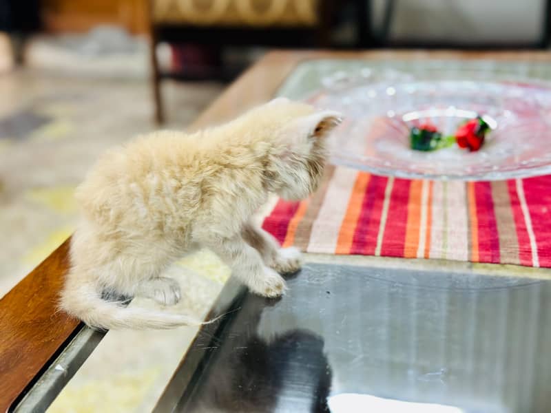 kittens Available 12