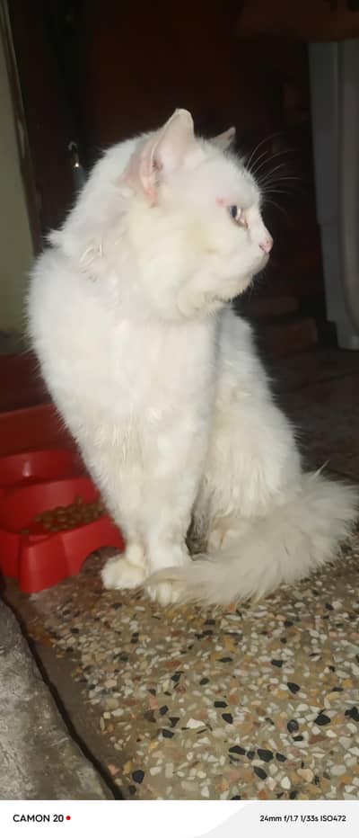 Persian male urgent sale