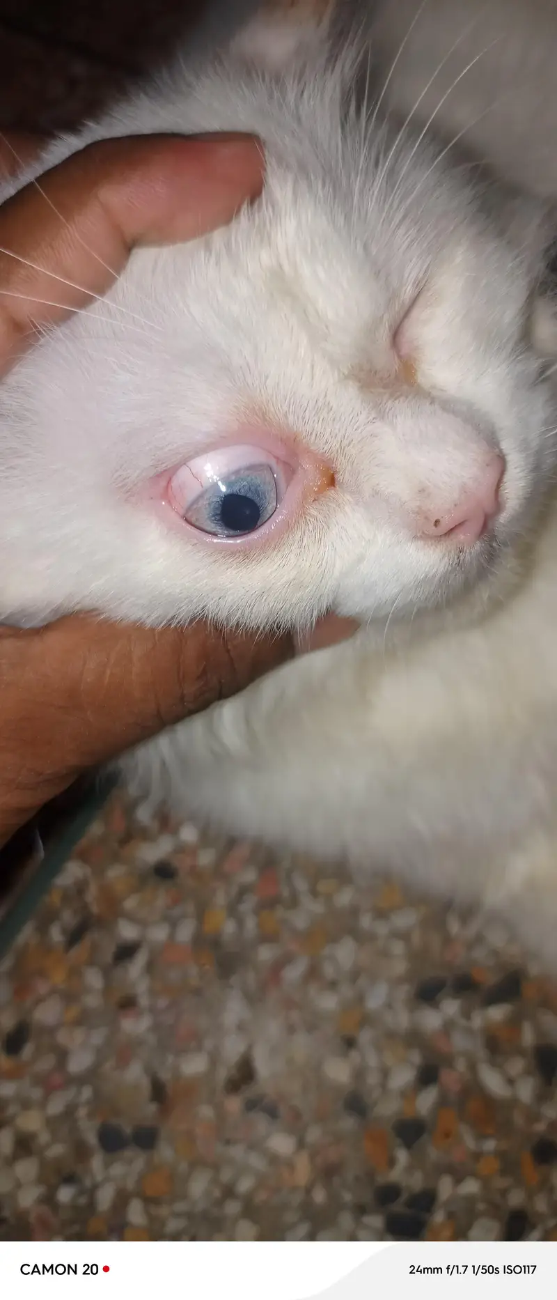 Persian male urgent sale — photo 2