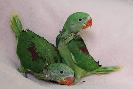 Kashmiri Raw Chicks Pair Active Healthy