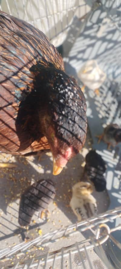Aseel Mianwali bloodline | Hens and chicks for sale