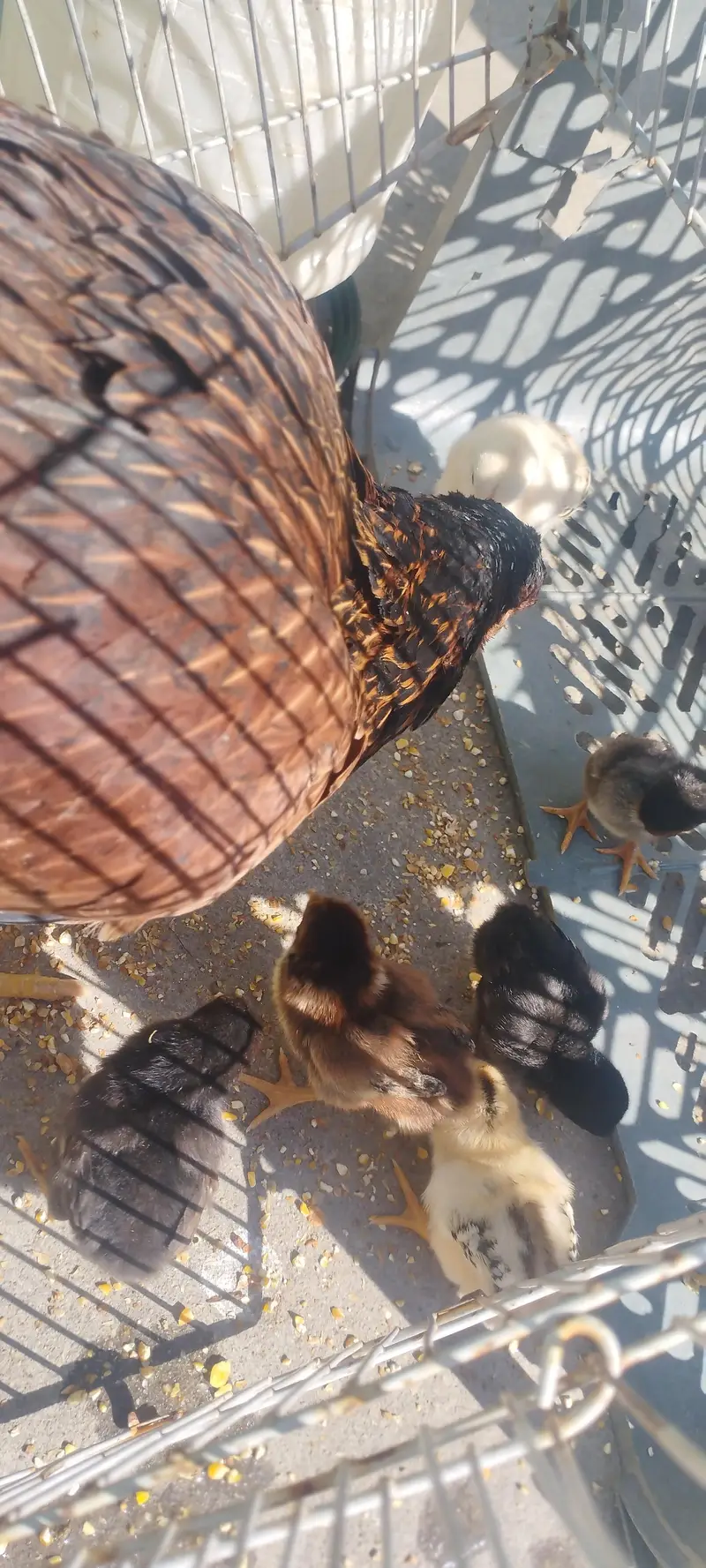 Aseel Mianwali bloodline | Hens and chicks for sale — photo 2