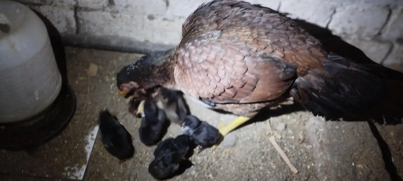 Aseel Mianwali bloodline | Hens and chicks for sale — photo 3