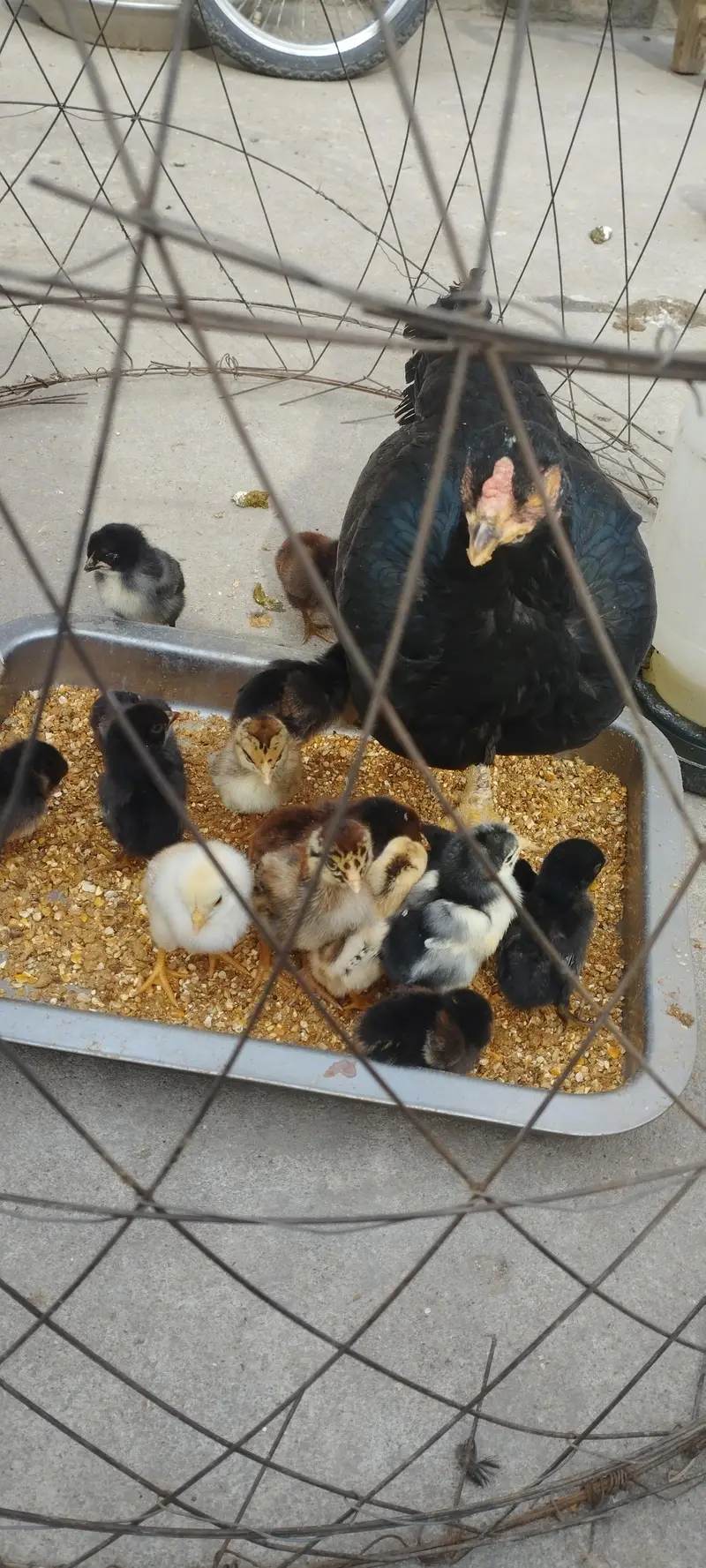 Aseel Mianwali bloodline | Hens and chicks for sale — photo 4