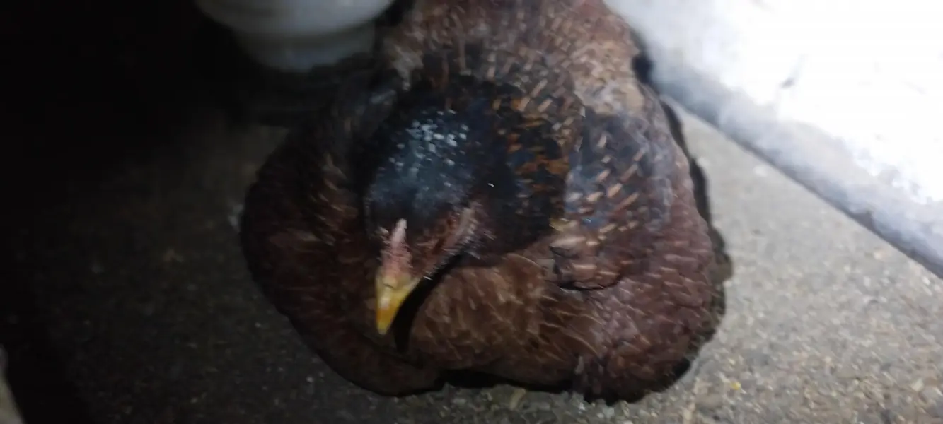 Aseel Mianwali bloodline | Hens and chicks for sale — photo 5