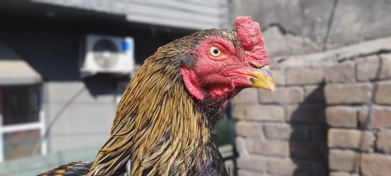 Aseel Mianwali bloodline | Hens and chicks for sale — photo 6