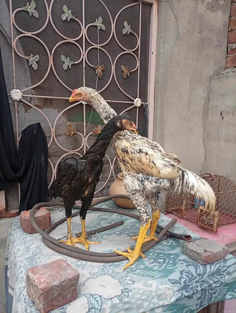Shamo pair — photo 2