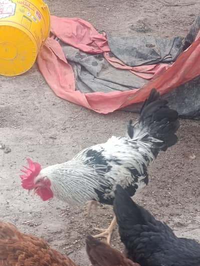 Starter Dandarvi Pair for Sale