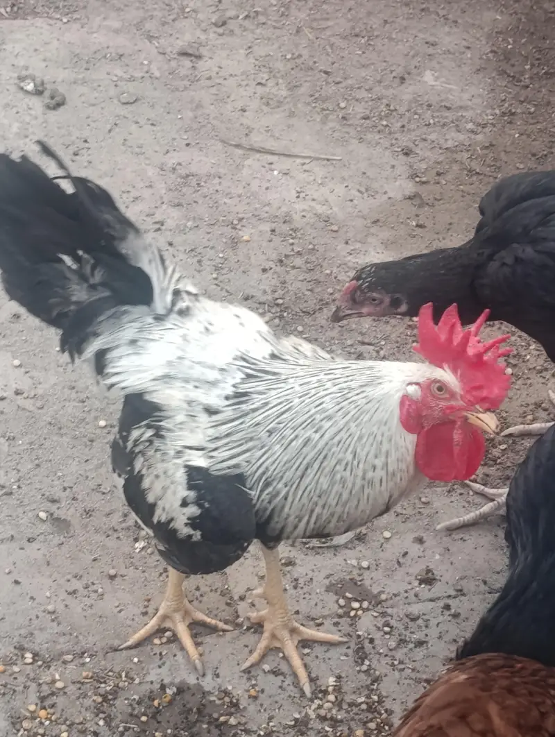 Starter Dandarvi Pair for Sale — photo 2