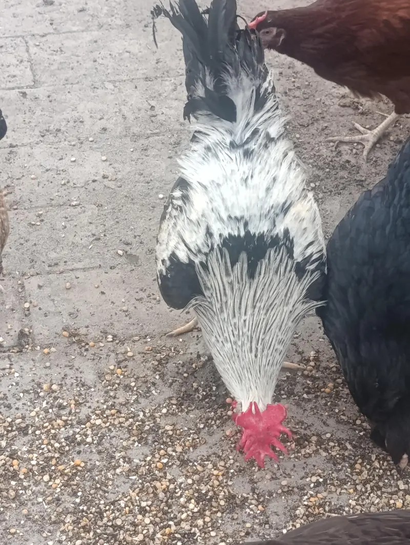 Starter Dandarvi Pair for Sale — photo 3