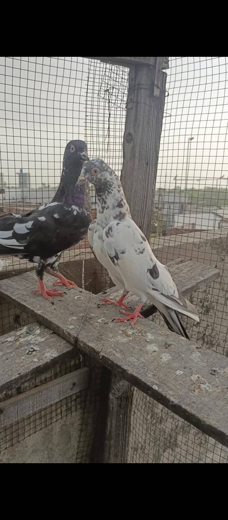 for sell 3
