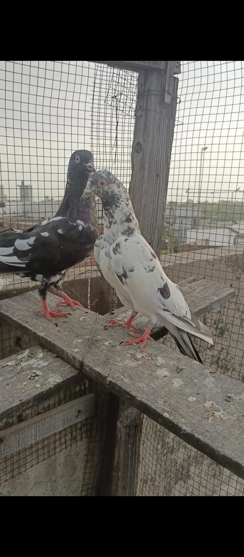 for sell — photo 4