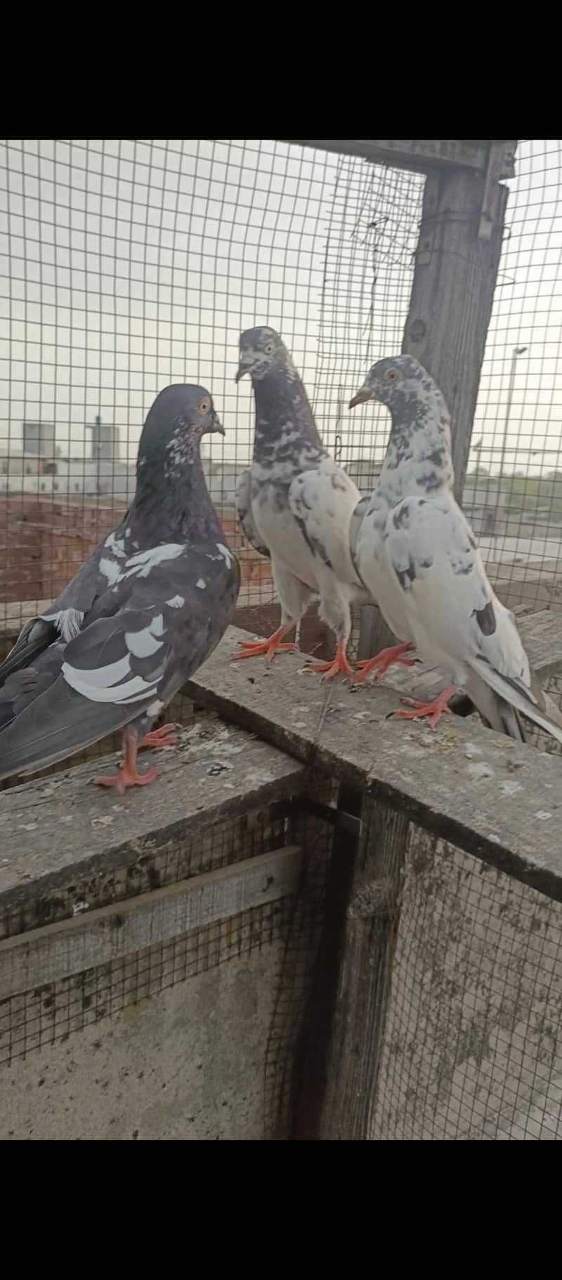 for sell 4