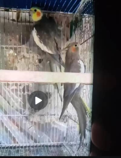 also exchange able with budgies
