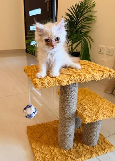 Persian Cat for Sale at 10K