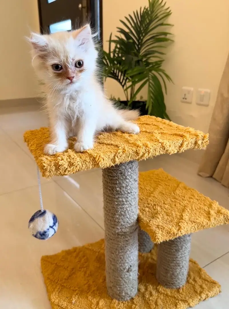 Persian Cat for Sale at 10K — photo 2