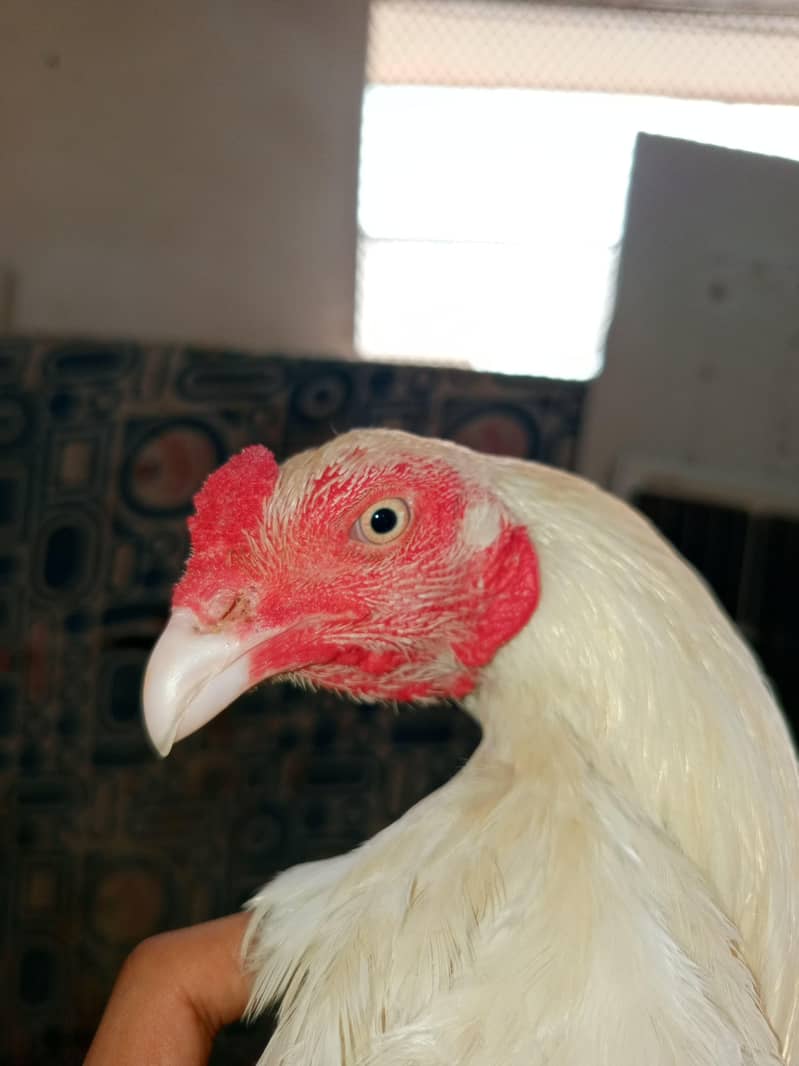 HEERA PATHA 2