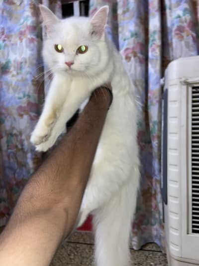 Persian tripple coat female kitten