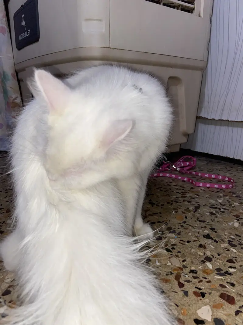 Persian tripple coat female kitten — photo 2