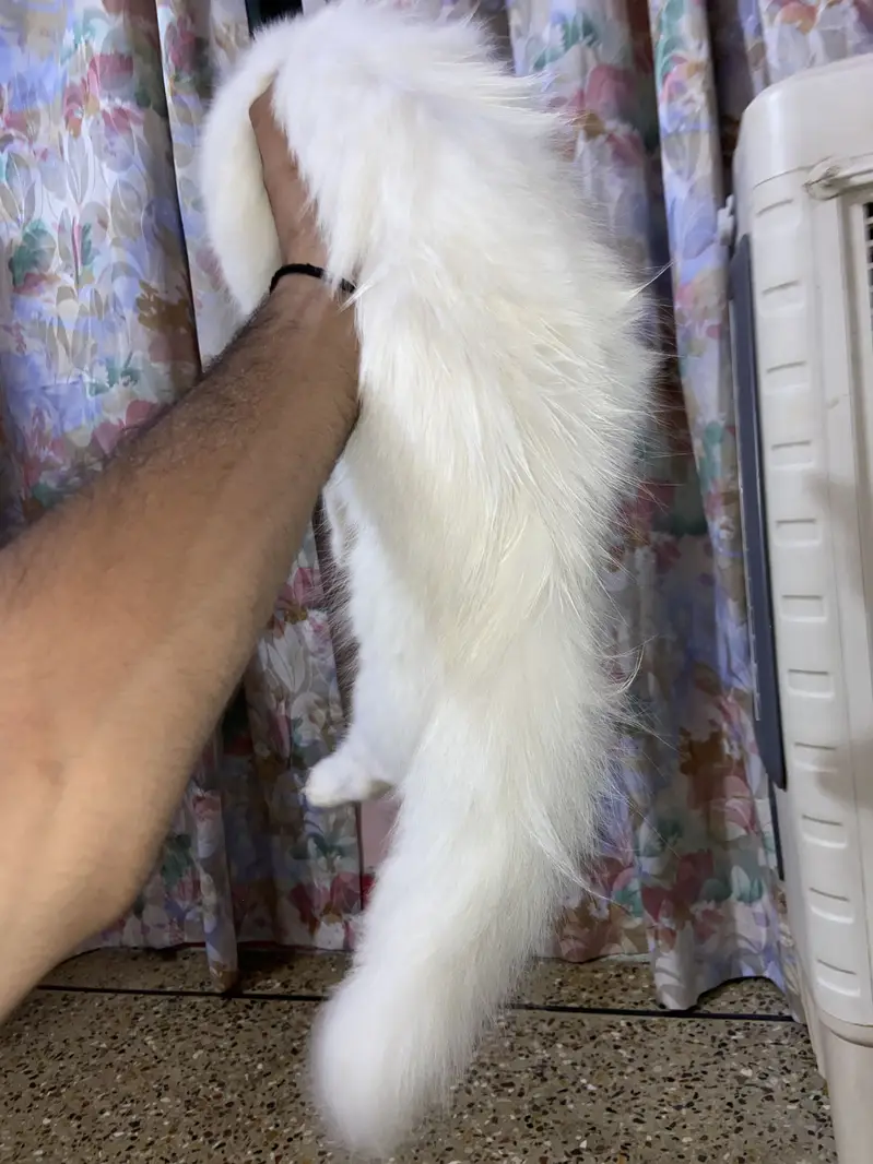 Persian tripple coat female kitten — photo 3