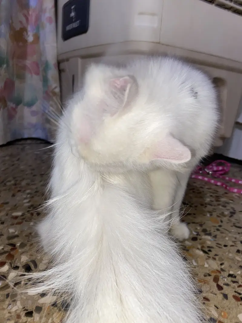 Persian tripple coat female kitten — photo 4