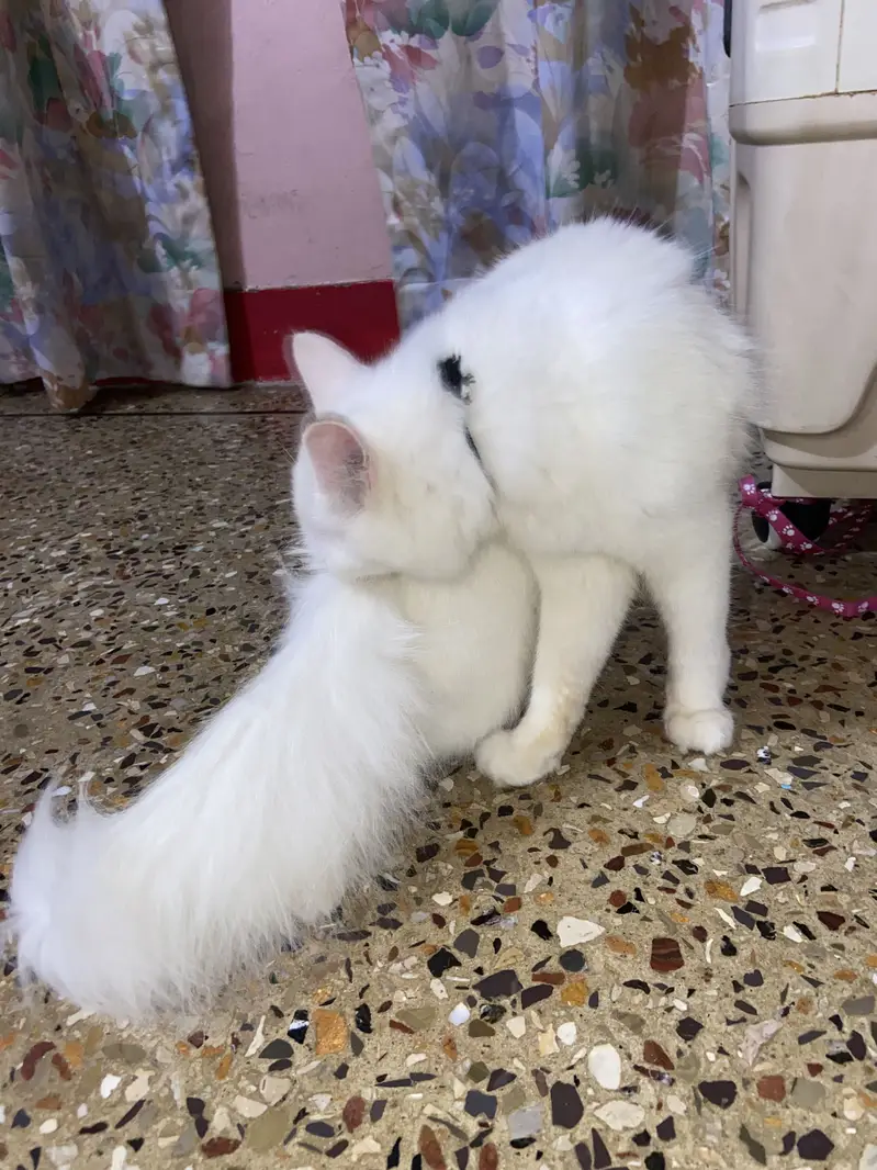 Persian tripple coat female kitten — photo 5