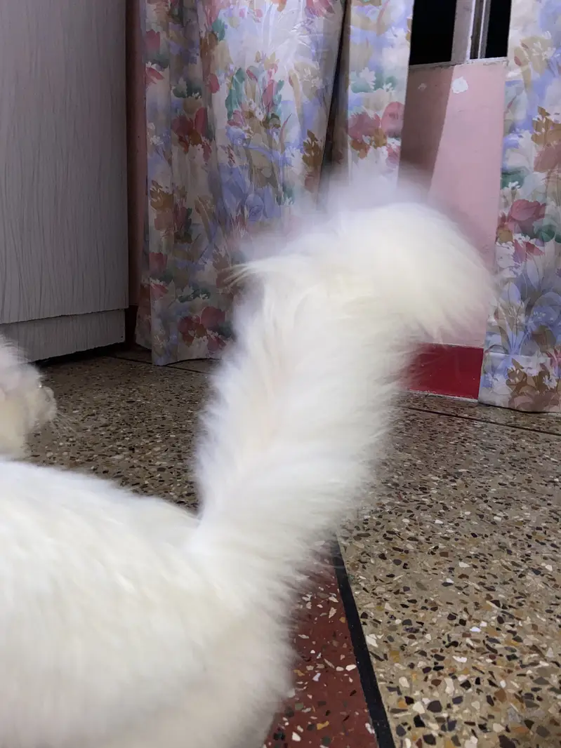 Persian tripple coat female kitten — photo 6
