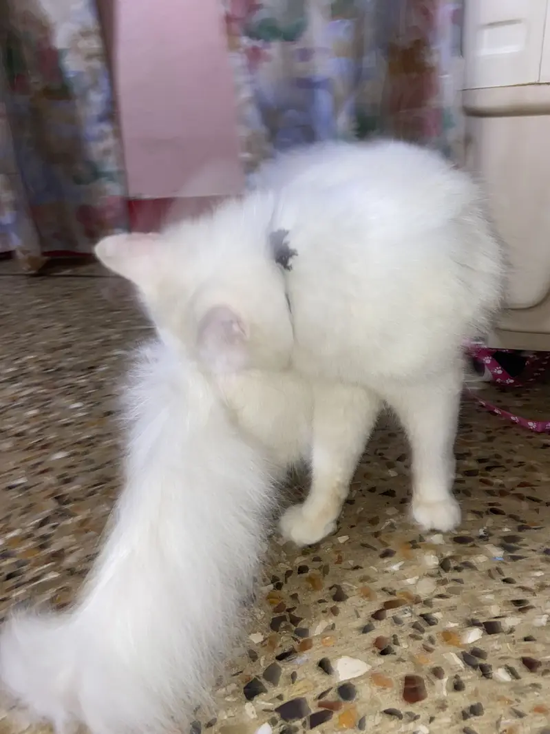 Persian tripple coat female kitten — photo 7