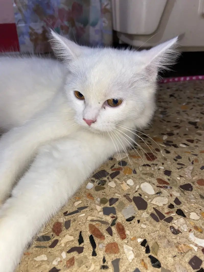 Persian tripple coat female kitten — photo 8