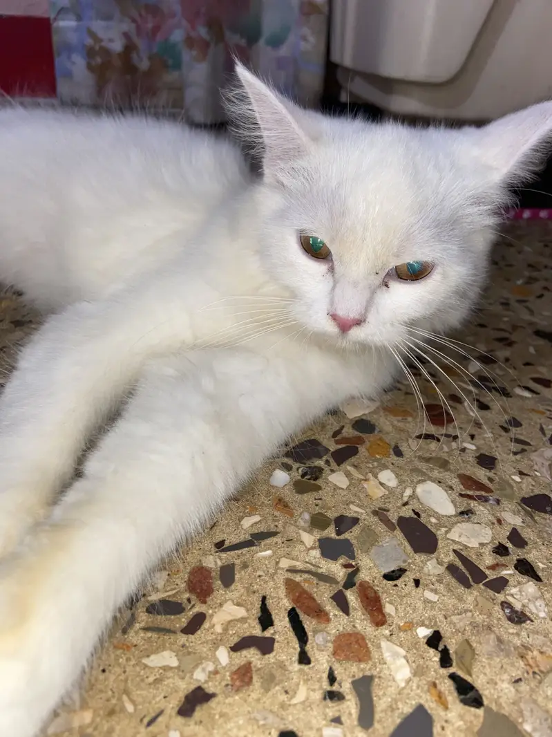 Persian tripple coat female kitten — photo 9